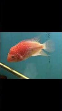 New arrivals at the Fish Store! Cichlids, Betta, Nano Fish, Shrimp & more! #cichlid #fishstore