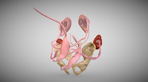 Male reproductive week eight - Buy Royalty Free 3D model by Ebers