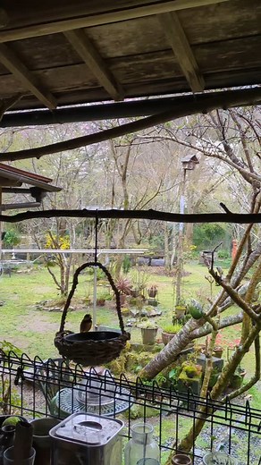 #2025 春#いなか暮らし #季節の花を楽しむ #四季のある暮らし | 東谷文美