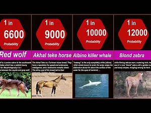 Probability Comparison: Rarest animal in the world