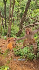 44K views · 680 reactions | Lovely Baby Monkey Training Climb Tree With Brother | TV Monkey | Facebook