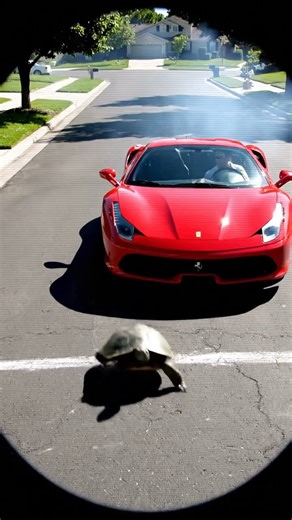 Turtle Races Ferrari #shorts #funny #viral