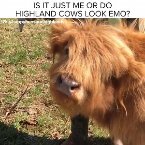 77K views · 1.5K reactions | Highland Cows look like Emo Teens and I relate to them on a very personal level (Video via: Happy Hens & Highlands Farm) | BuzzFeed Animals | Facebook