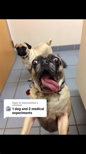 Meet Peanut the Chug: A Cute Pug-Chihuahua Mix Dog!