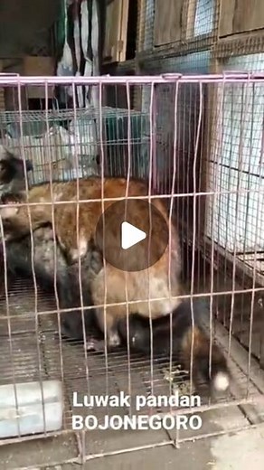 Animals_meeting on Instagram: "#animals_meeting #animalsfunny"