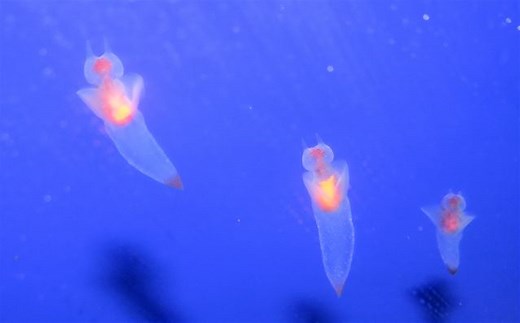 The Truth About Sea Angels