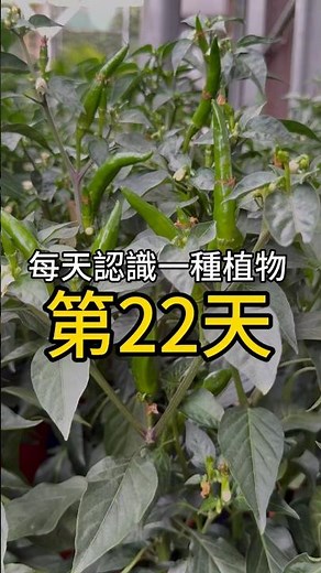 #朝天椒🌶️ #辣椒 #園藝 #種植