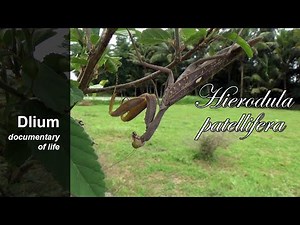 Giant Asian mantis (Hierodula patellifera) - part 2