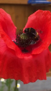 One of the greatest advantages of working from home is that you get to witness (and film) moments like this in the garden 🐝 Again, this poppy which was another surprise on our return from holiday 😍 | Elfy Living