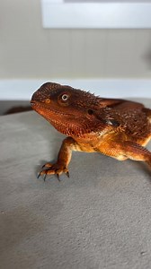 Ps. What it meant by bullcrap is the morph. Silkbacks are more prone to tears and shed constantly. We have once produced them when we first started and found out that it’s definitely not a morph that should exist. ❤️ | Dragon Smart