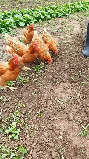 #farming #tools #machine #automobile #diy #funny