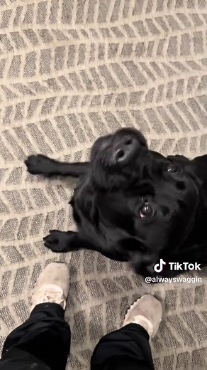 Adorable Black Lab Compilation: Best Moments
