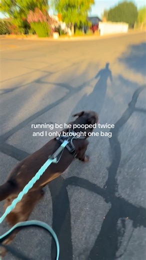 30K views · 281 reactions | Running bc he pooped twice and I only brought one bag 﫣 #labrador #labradorvideos #labradorretriever #chocolatelab #labpuppy #puppiesof instagram #puppylove #labstagrams #talesofalab #talesofalabpuppy #puppylove #labs_of_insta #dogmom #souldog | The Lab Woody | Facebook