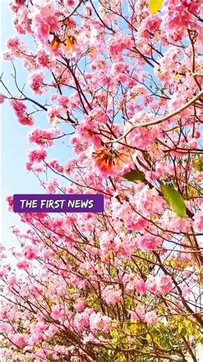 The Adyar flyover, Besant Nagar, and other areas of Chennai are beautiful to see.