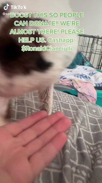 #fyp #viral #animalsinneed #savingromeo