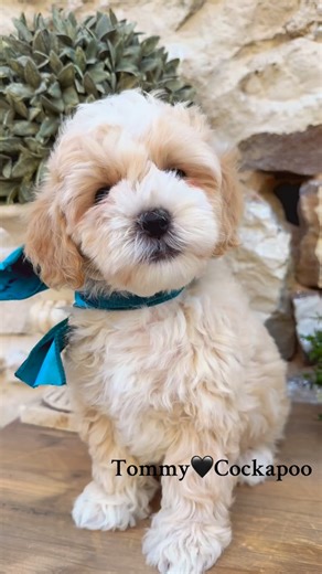 30 reactions | Here’s a gorgeous guy for your Friday night!#puppies #cockapoo #cockapoopuppy #viral | Platinum Goldendoodles | Facebook