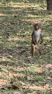 The monkey run away😂 . . . . . . . . . . . #LaughWithAnimals #monkeyfunny #monkeyfun #monkeyrun | Laugh with Animals