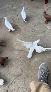 Excellent pigeon 224 #pigeon #kobitor #fun #architecture #reelsvideo | Zahid Pigeon Vlog