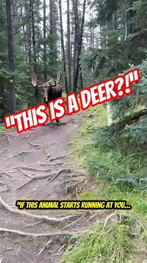 The Giant Deer That Can OUTRUN You 🦌💨