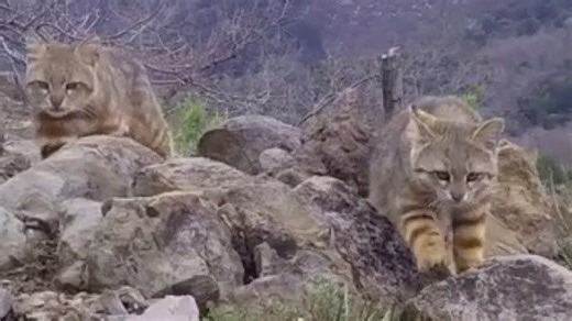 Small truly 'wild' cats worldwide are threatened with extinction