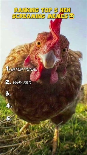 Ranking the best hen screaming memes #funny #browse #memes #channel #comedy