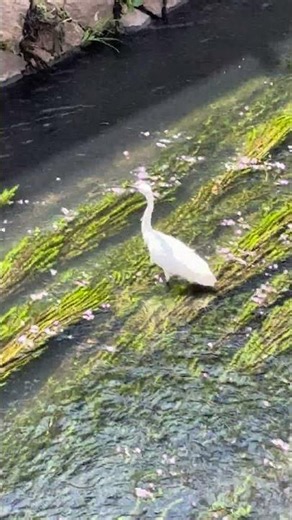 #白鷺 #白鳥 #飛翔