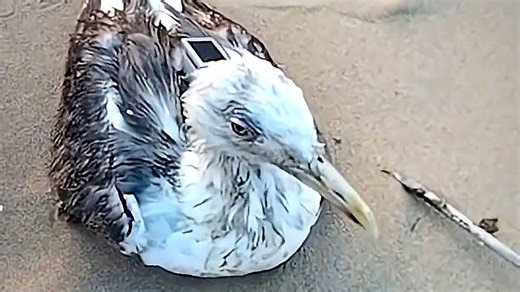 Une mouette « cyborg » trouvée près d'une base navale indienne déclenche l'alerte