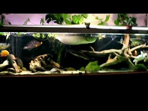 1500l (try to make an amazon biotope)(RUS)