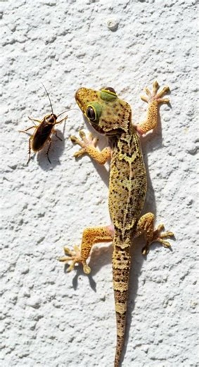 Amazing Lizard Sound 🦎 Effect | Gecko vs Dragonfly Showdown #Reptiles #Nature #Wildlife