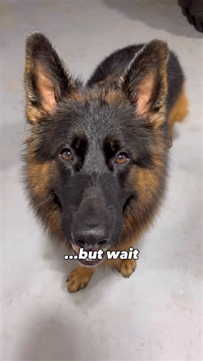 ᑕᕼᗩᖇᒪIE & ᗰOOᔕE 🐾 | Body condition scoring - what is it? 📏📐 It is a standardized way that we can gauge whether or not a dog is underweight, an ideal weight or... | Instagram