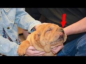 Why Is My Dog Having Difficulty Breathing?