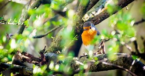 Pour attirer les rouges-gorges et les merles, évitez une tâche au jardin… voici laquelle