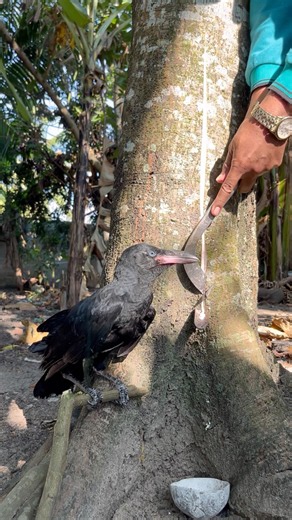 The Durian Tree Sap Is Flowing Really Heavily, Isn’t It #rubberwood #rubberfarmers #nature
