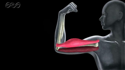 骨、関節、筋肉の働き | NHK for School