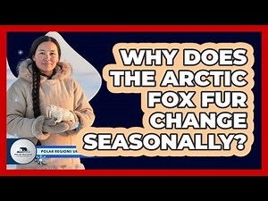 Why Does The Arctic Fox Fur Change Seasonally?