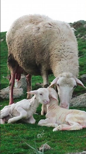 Full Video on Profile! | A Mother Sheep’s First Touch with Her Newborn Lambs