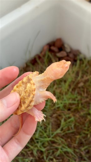 白化鱷龜 | Bing Turtle