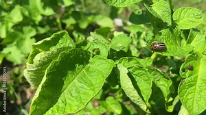 Close up of two Colorado potato beetle parasites destroying potato crops in the field. Potato industry