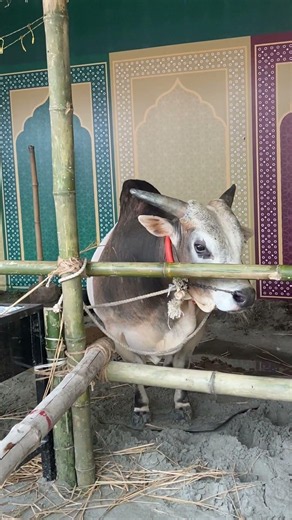 গরু guru cow goru amba hamba cow videos gorur video guru guru goro guru tiktok গরুর ভিডিও golu#viral