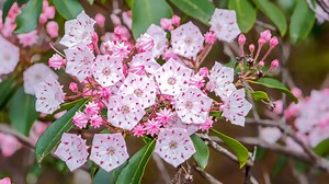 The 8 Best Flowering Trees for a Gorgeous Summer Bloom