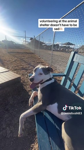 Meet Benito: The Lovable Adoptable Pup in Denver