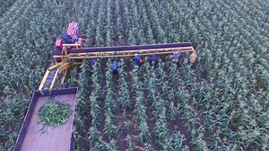 7K views · 206 reactions | Here is a video of our sweet corn picking process, this is our morning routine, every single day during the corn season! Our U-PICK and Apple Orchard will be closed tomorrow (October 6th). Our Farm Market is open, daily, 9 am - 6 pm. #stadefarm #sweetcorn | Stade's Farm & Market | Facebook