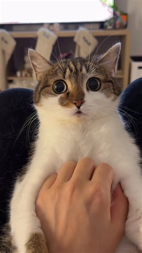 Suki, short for Sukiyaki on Instagram: "0 thoughts but 100000% worries #sukipurrs #catsofinstagram #catmom"