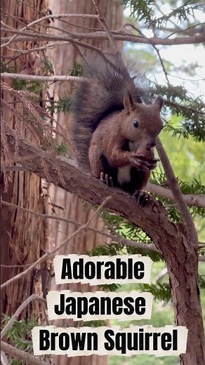 Adorable Brown Squirrel in Japan 🍁🇯🇵
