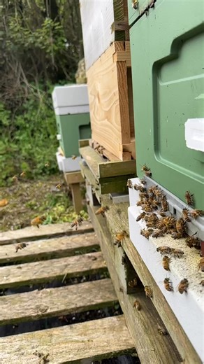 Birds are singing and bees are buzzing…. Like a symphony 🐝😍🐝 | Stanley’s bees