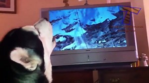 Singing and howling dogs   Funny and cute dog compilation