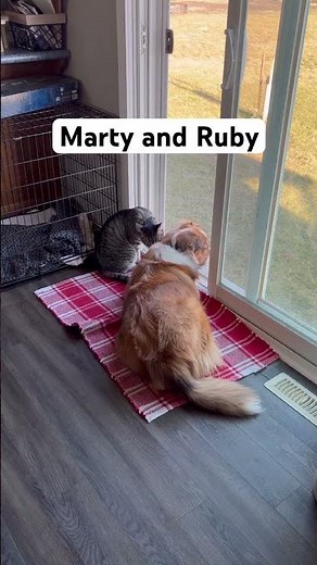 Marty and Ruby at the Patio Looking Outside! #shorts