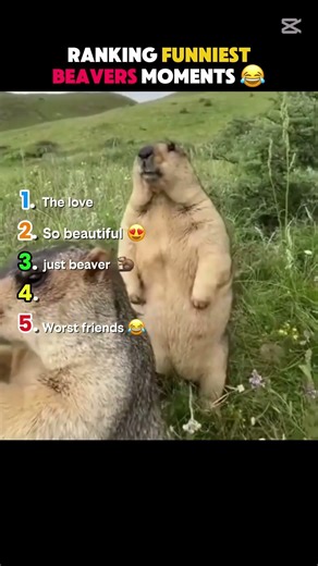 Ranking the 'Funniest Beavers' moments. #foryou #funny #viral #beaver #ranking