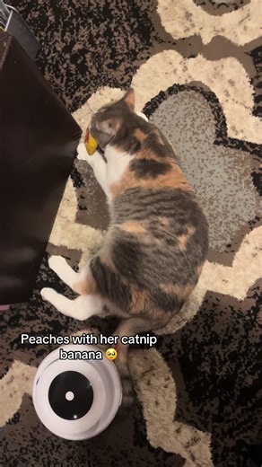 She loves catnip #cat #catsoftiktok #calicocat #catnip #cute | cats
