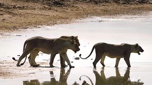 112 reactions |   | Mkd mk3 | Facebook